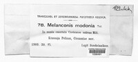 Melanconis modonia image